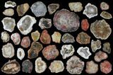 Lot - to Petrified Wood Slices - + Pieces #119558-1